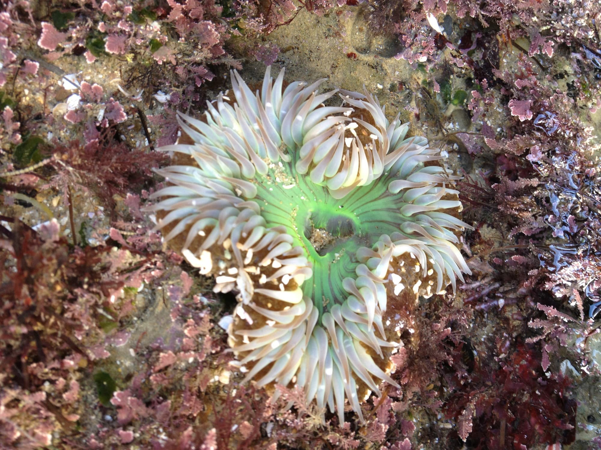 A green solitary anemone with pale pink-tipped tentacles surrounded by red coralline algae in a tide pool at Cabrillo National Monument