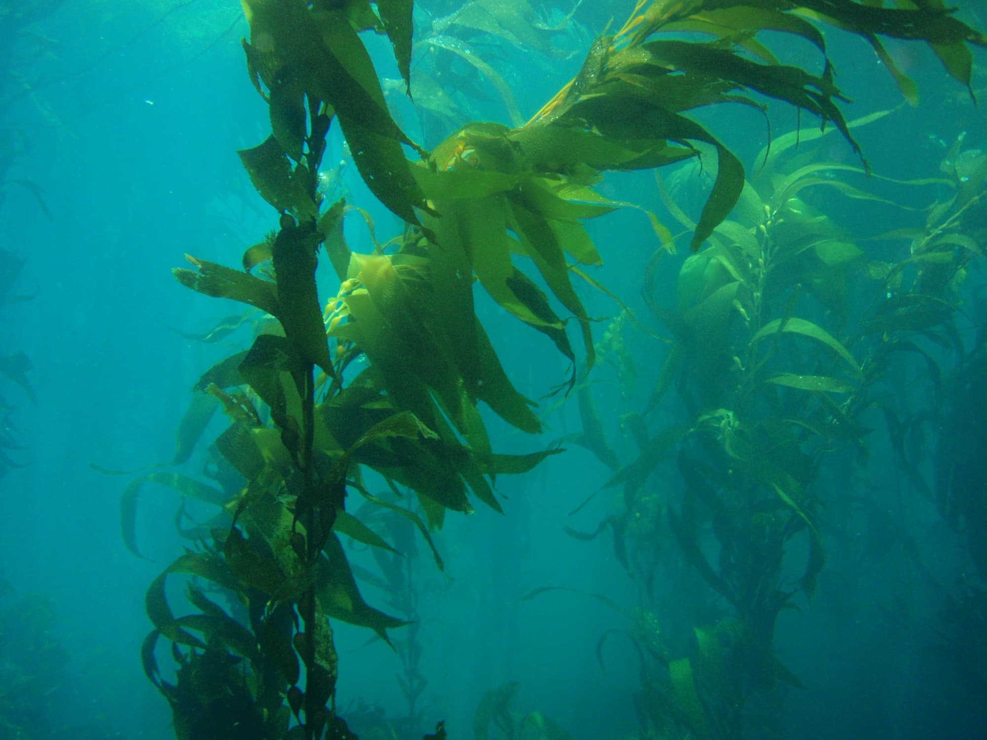 Golden giant kelp fronds rising through turquoise water in a kelp forest in Channel Islands National Marine Sanctuary