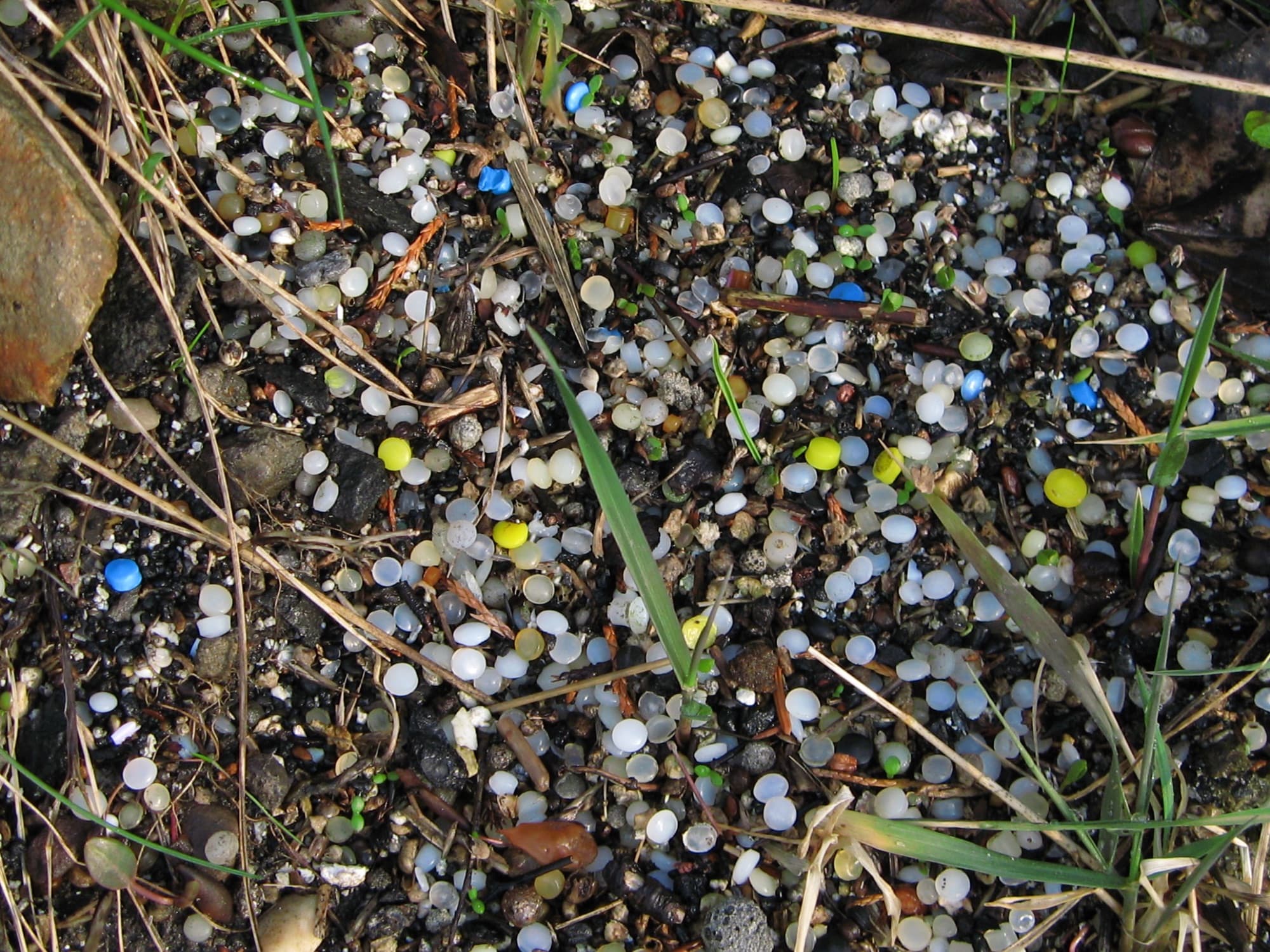 Hundreds of tiny white, blue, and yellow plastic pellets called nurdles mixed into sand, seaweed, and debris along a shoreline