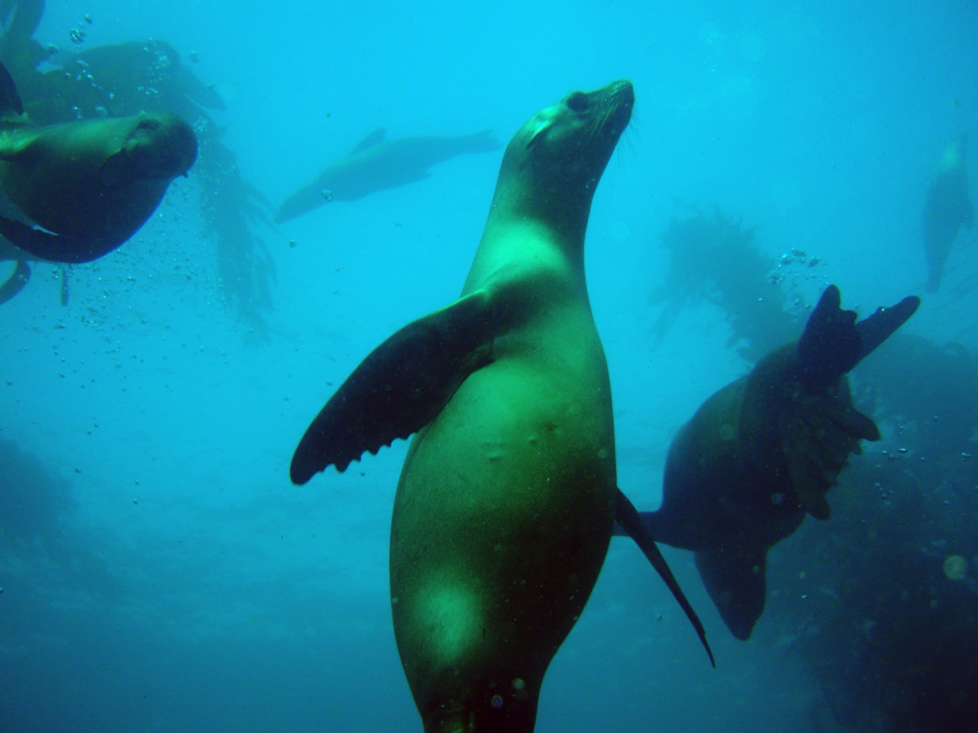 Playful California sea lions swimming through blue water in a kelp forest off San Miguel Island in the Channel Islands