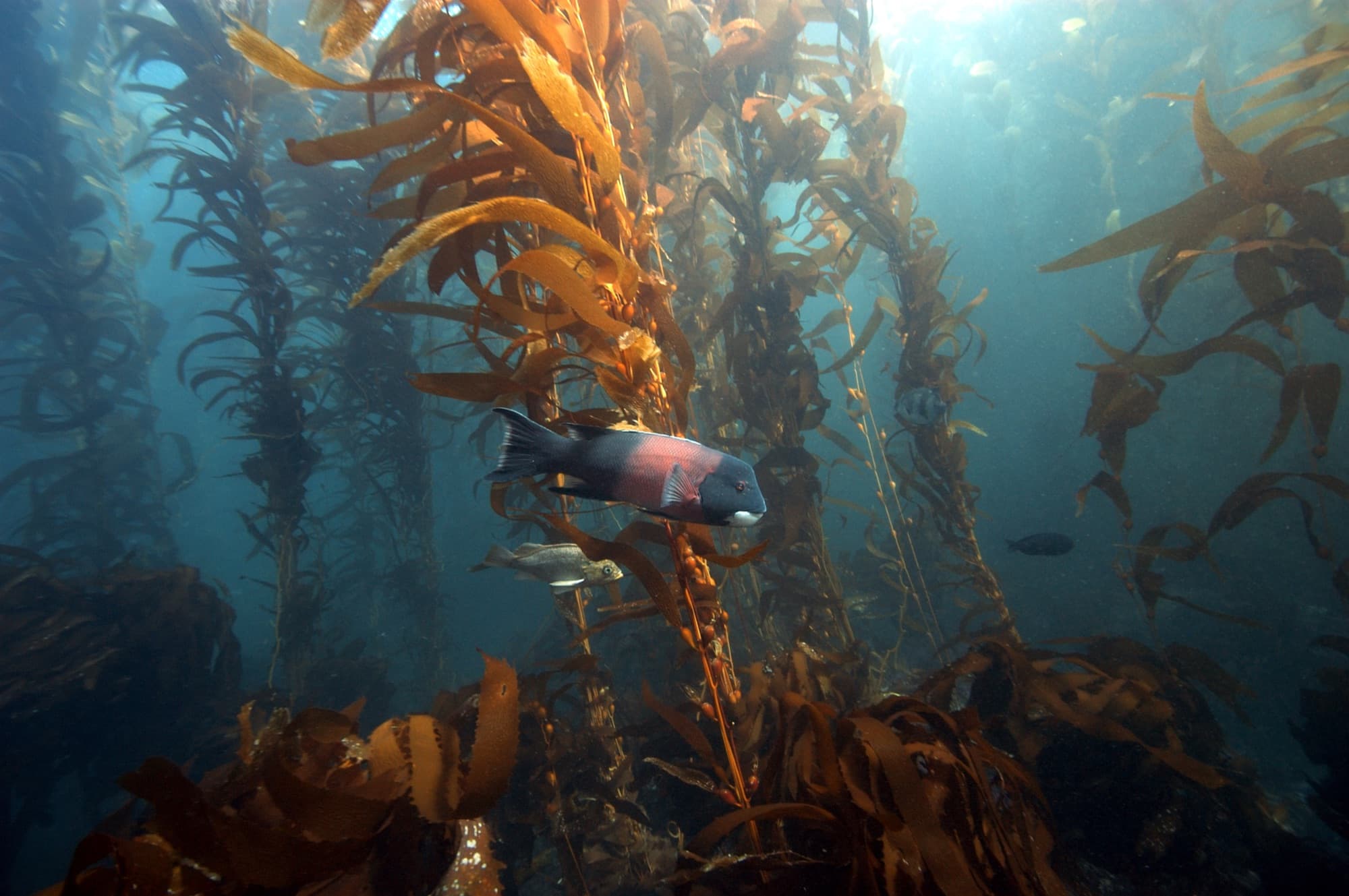 A California sheephead swims between towering golden kelp fronds in a sunlit kelp forest in Channel Islands National Marine Sanctuary