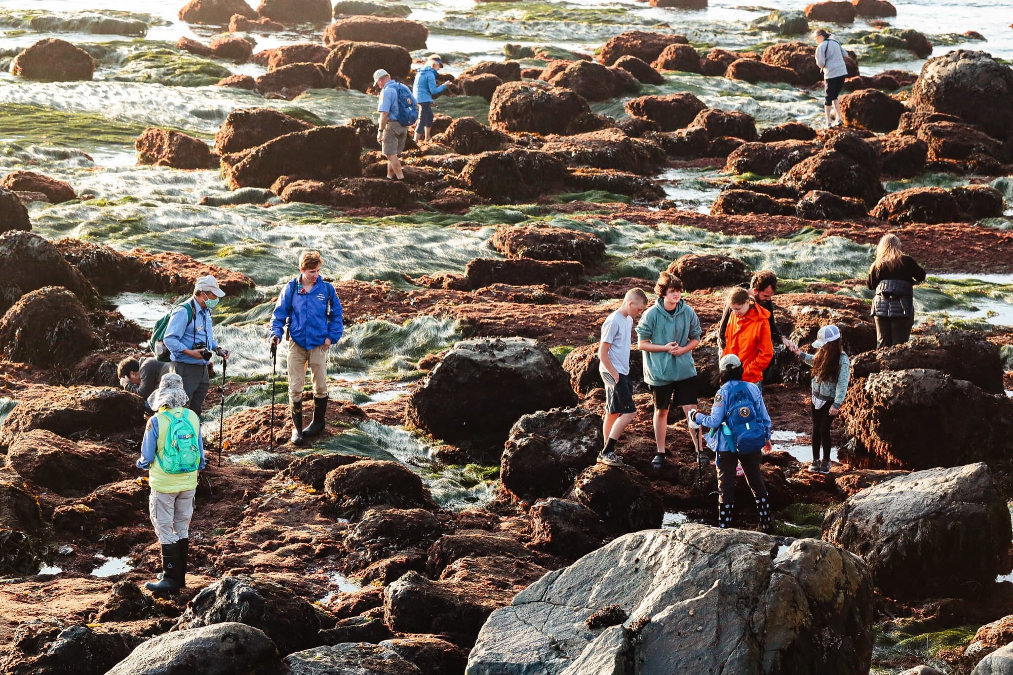 Visitors and park volunteers in light blue shirts explore algae-covered rocks and bright green surfgrass at low tide at Cabrillo National Monument in San Diego