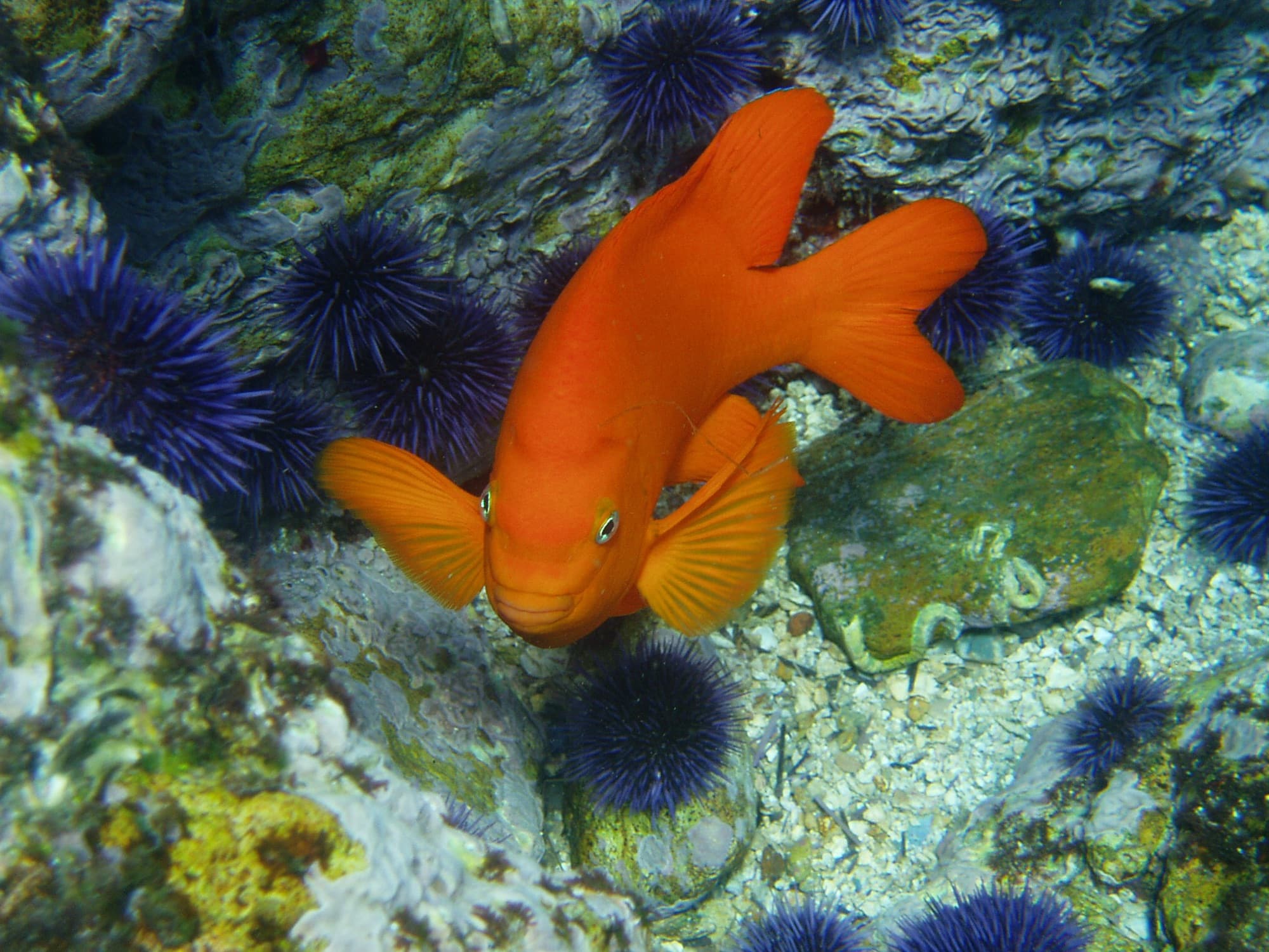 A bright orange garibaldi fish swimming above purple sea urchins on a rocky reef in the Channel Islands