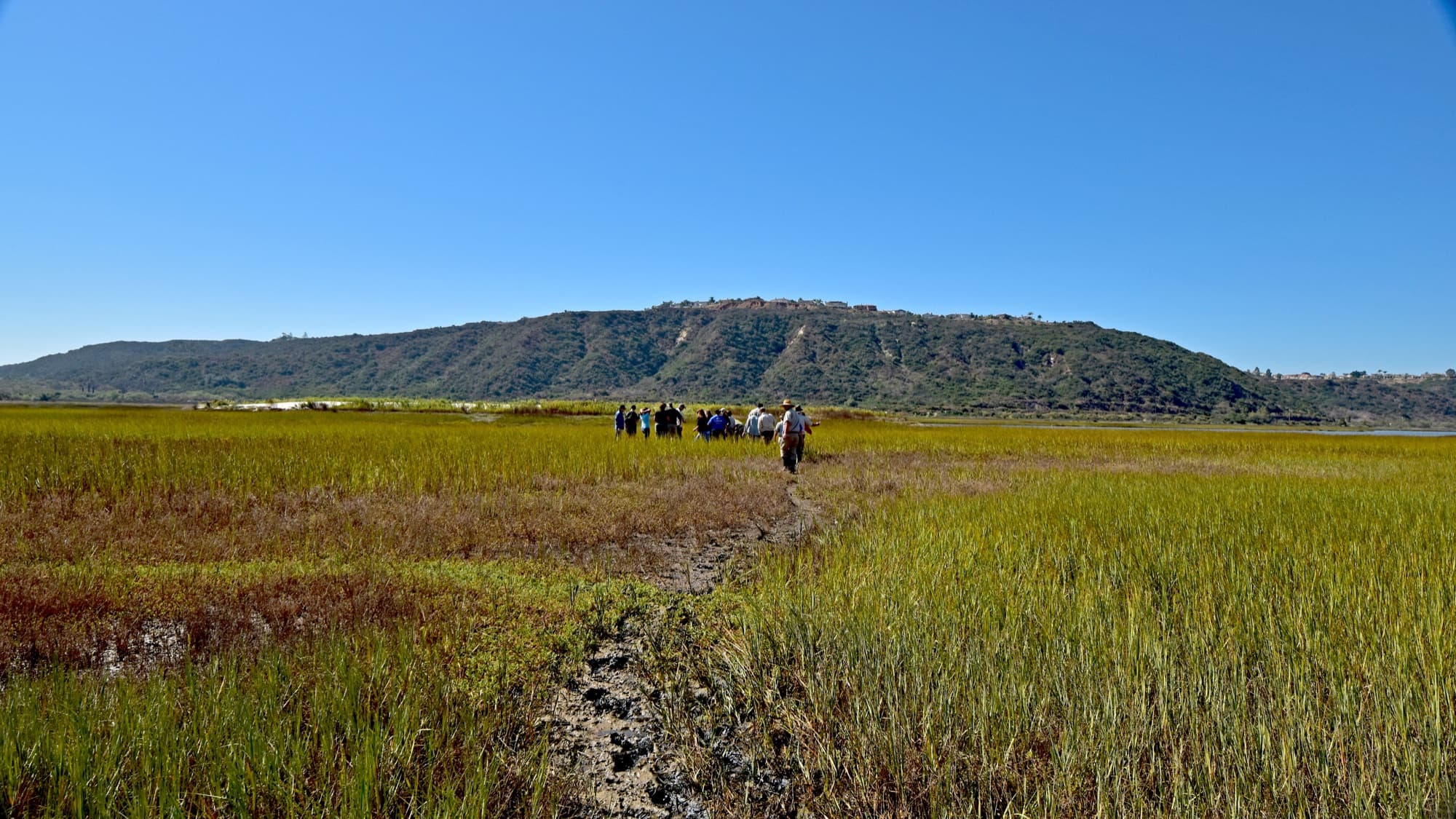 A group of people walks together along a trail through the green salt marsh at Batiquitos Lagoon in Carlsbad