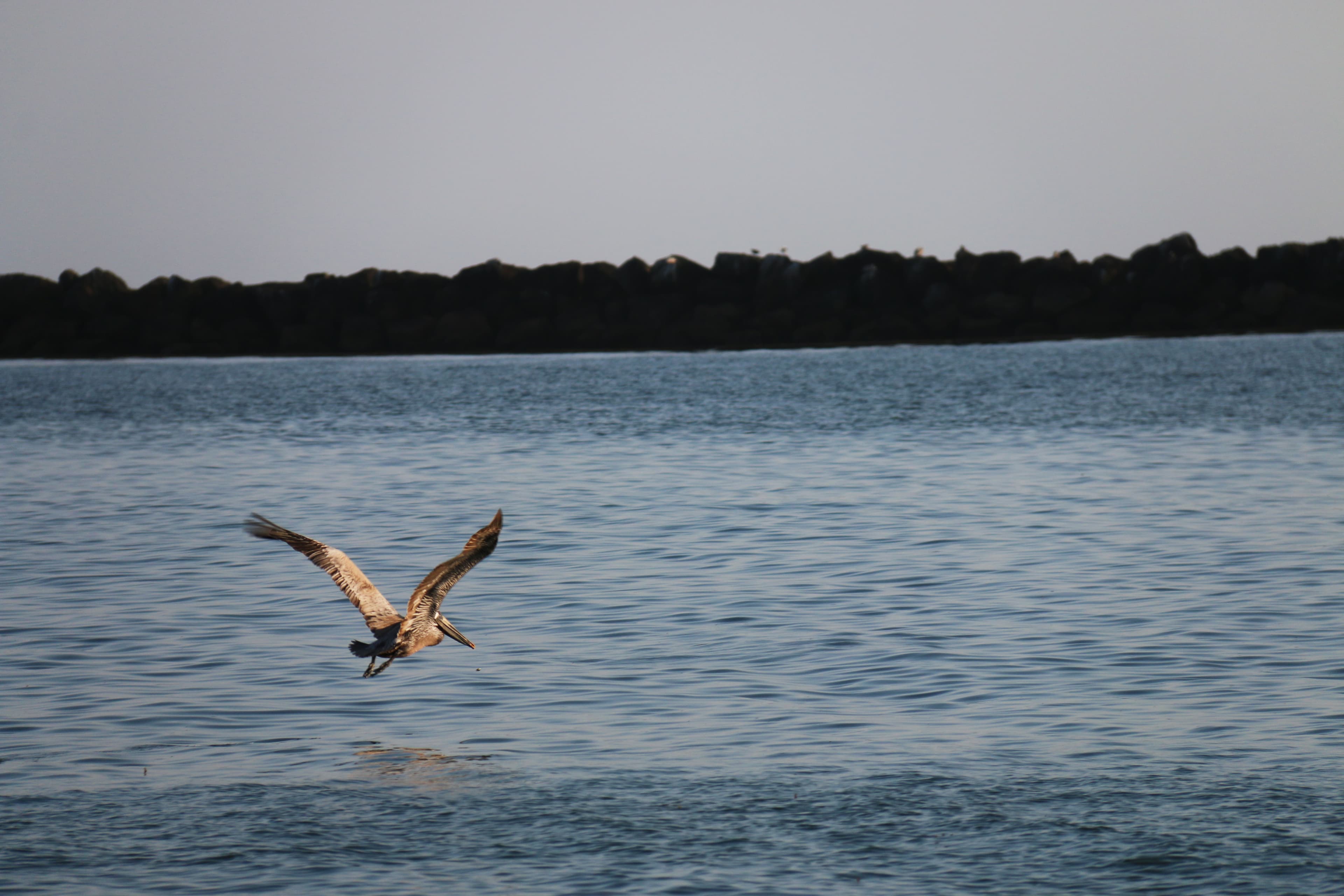 A California brown pelican in flight near Hollywood Beach, Ventura County