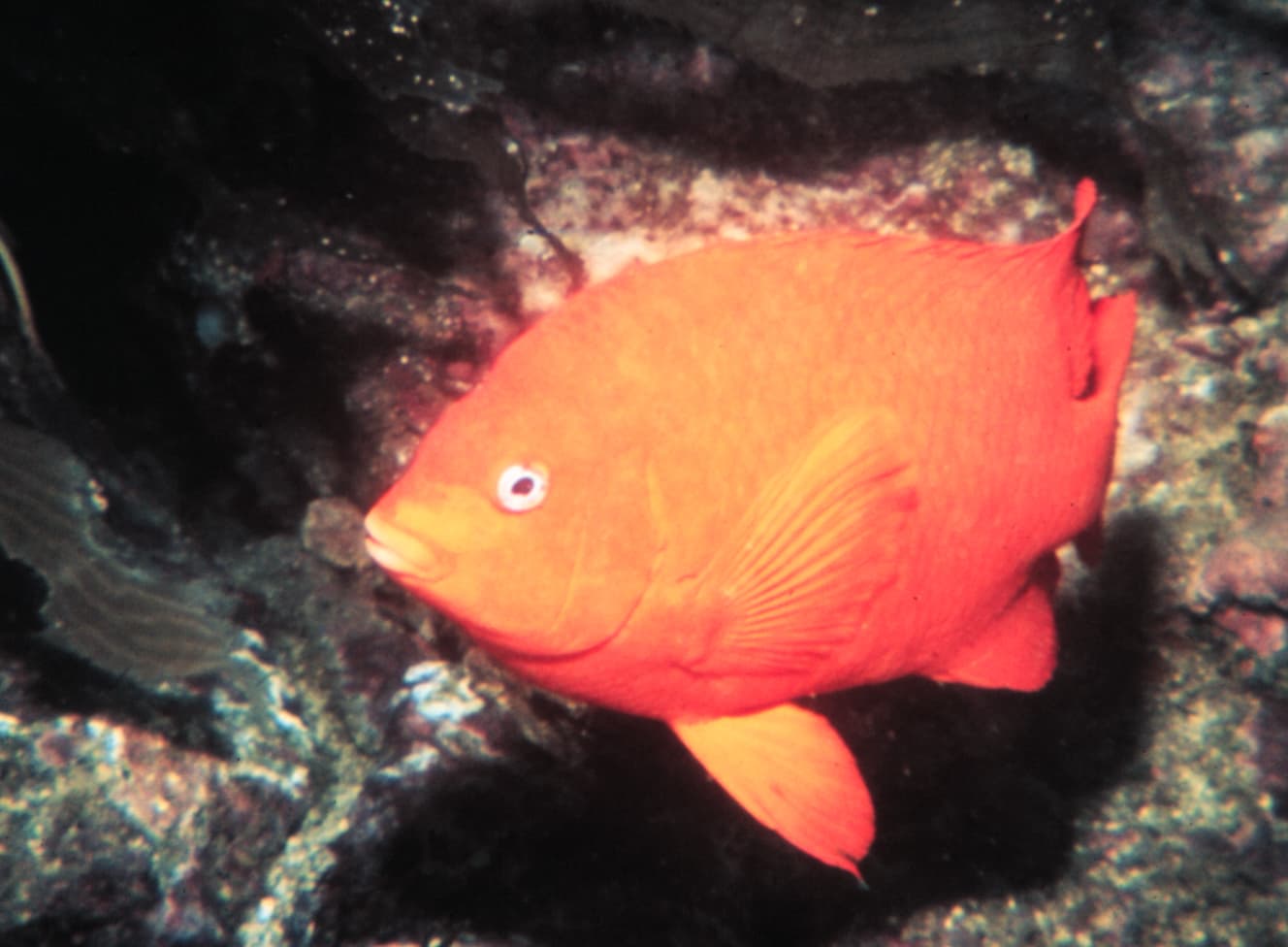 A vivid orange Garibaldi, California state marine fish, on a rocky reef