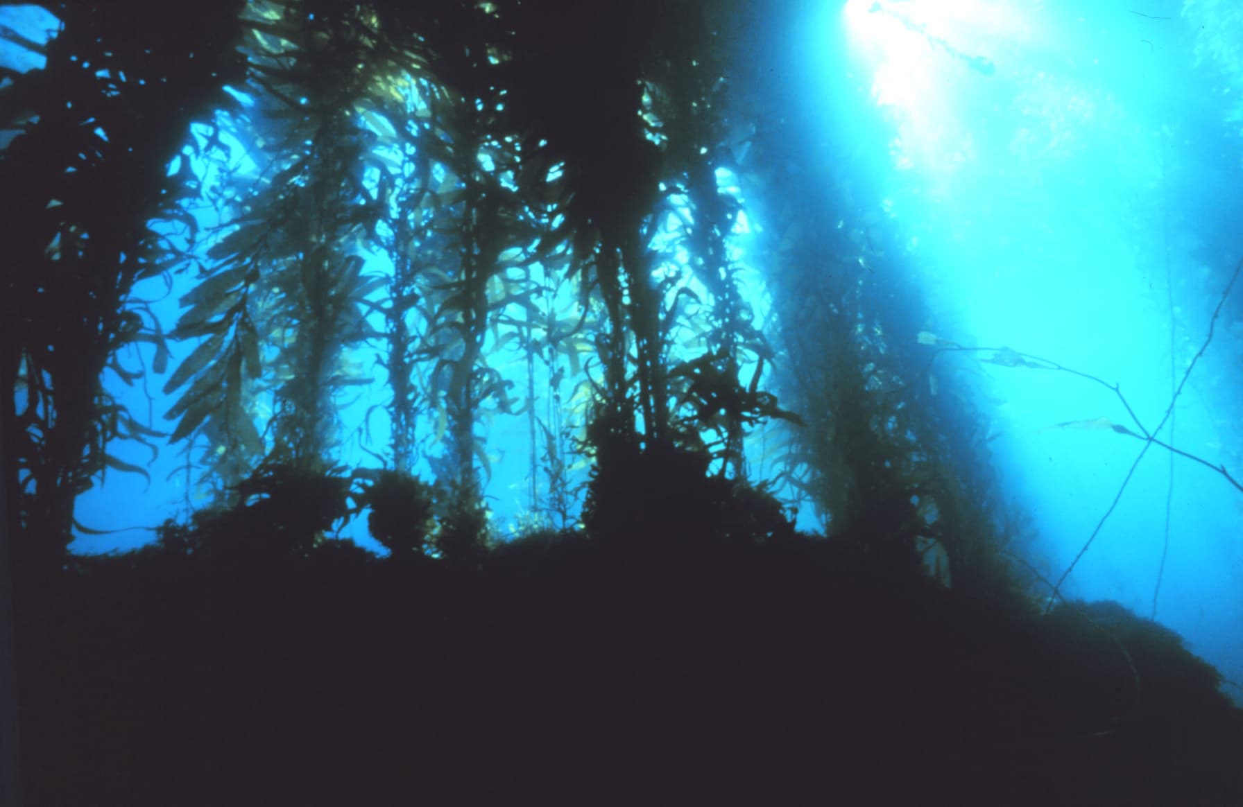 Sunlight filters through giant kelp fronds at Channel Islands National Marine Sanctuary