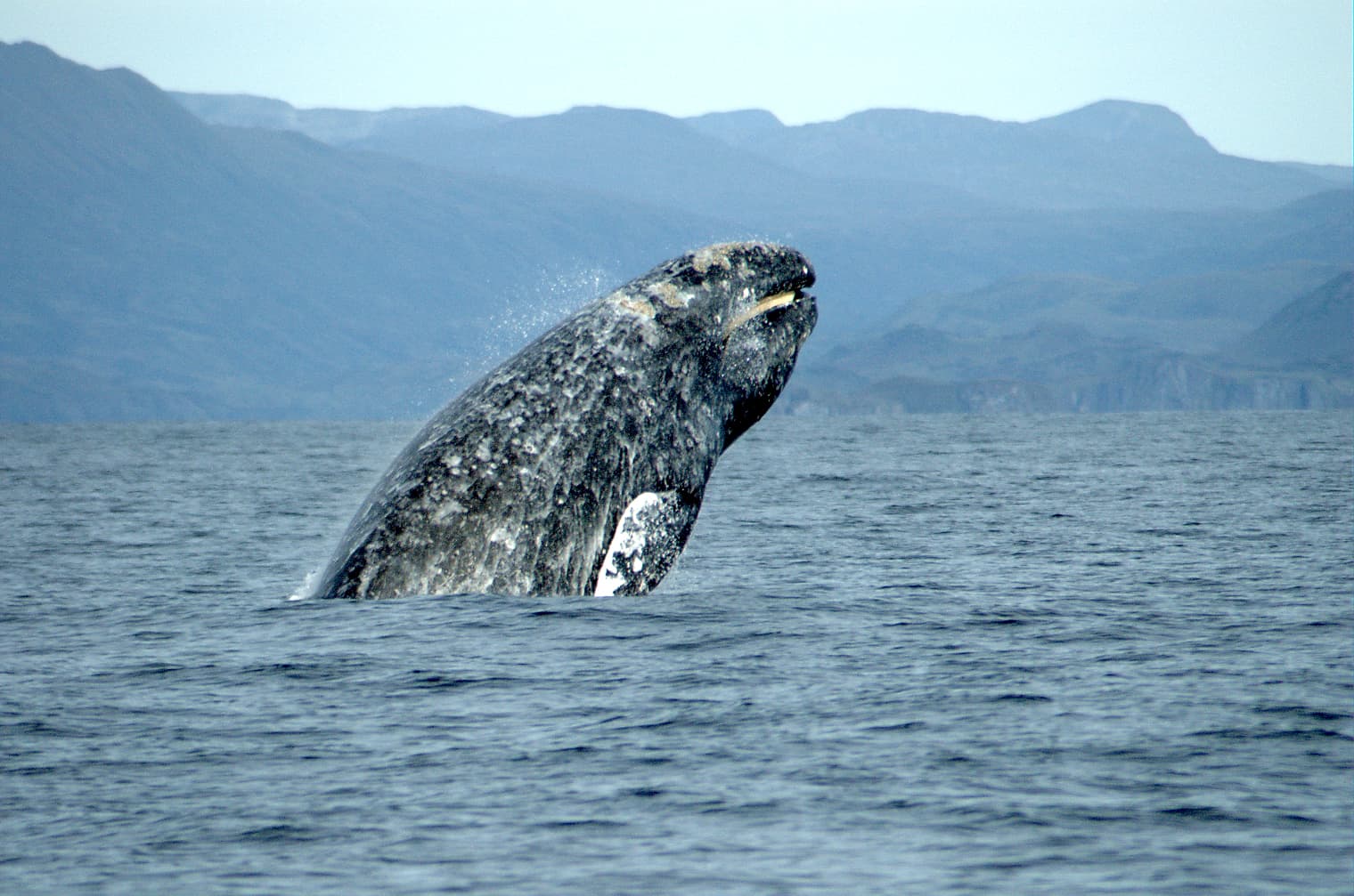 A California gray whale breaching near the surface during its annual Pacific coast migration