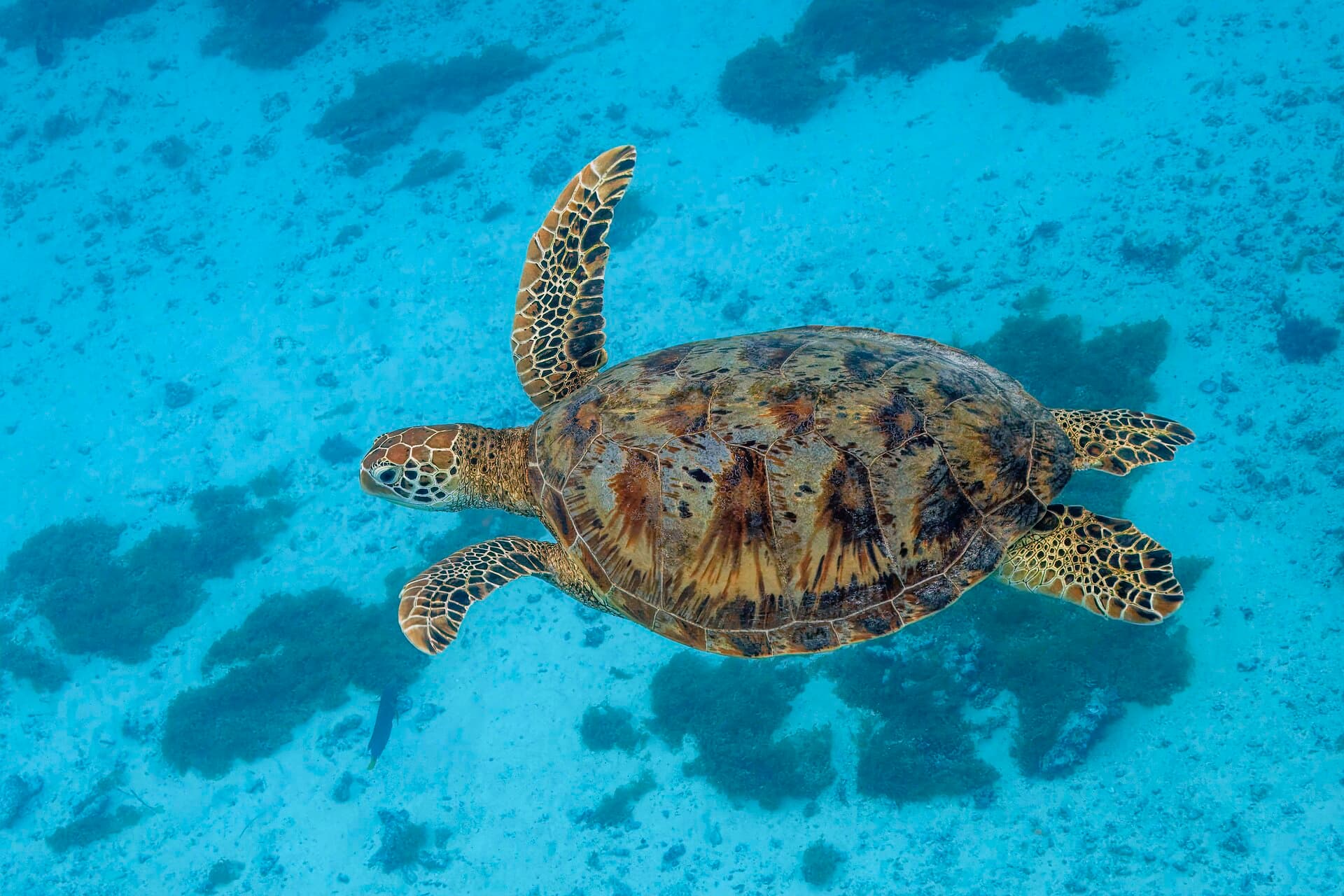 A green sea turtle gliding through clear tropical waters near a reef