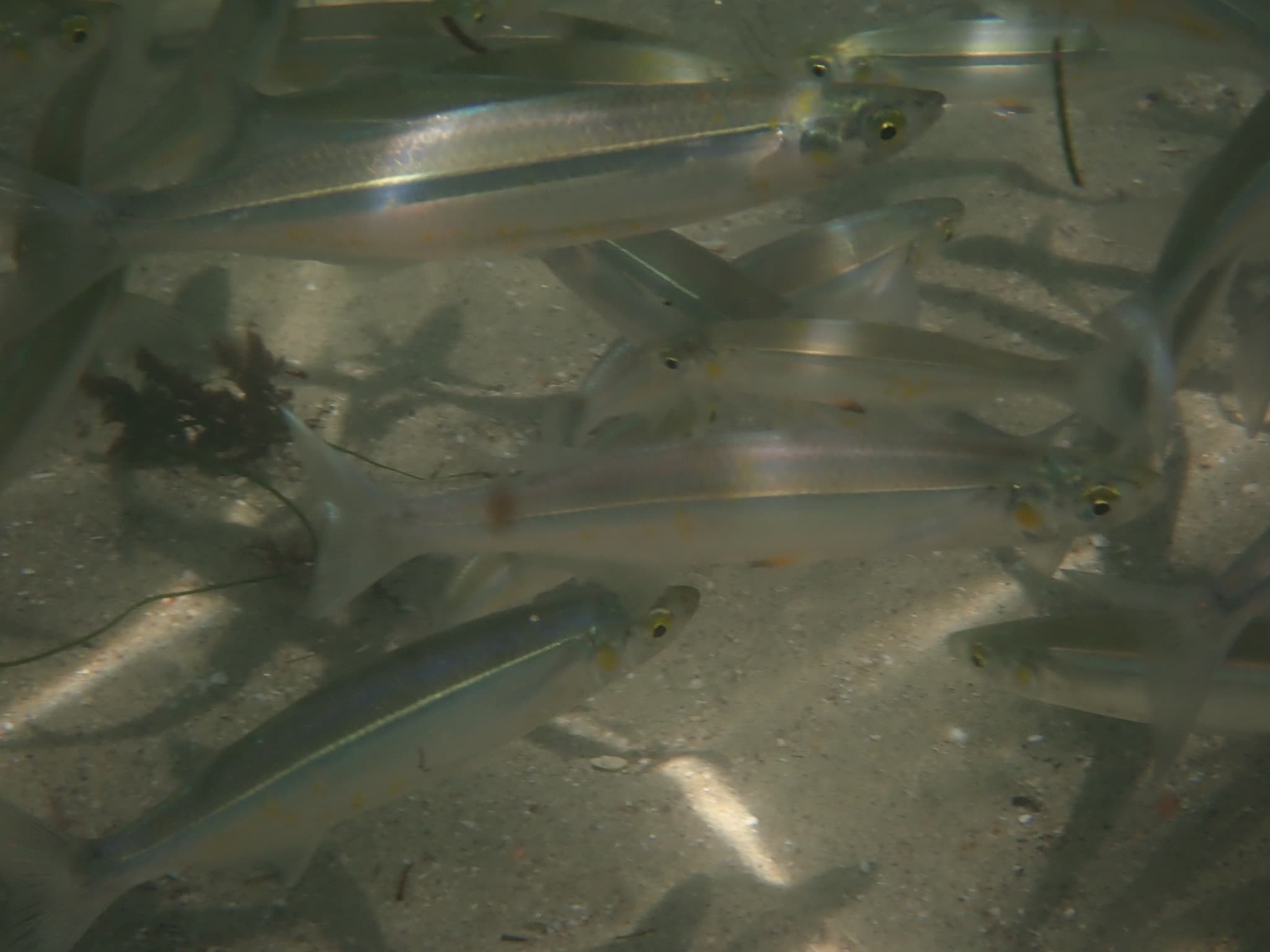 California grunion on a San Diego beach during a nighttime spawning run
