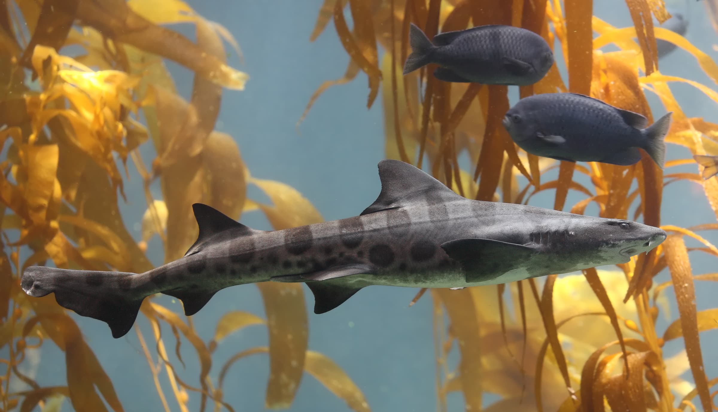 A leopard shark swimming among kelp, showing its distinctive dark saddle-shaped spots