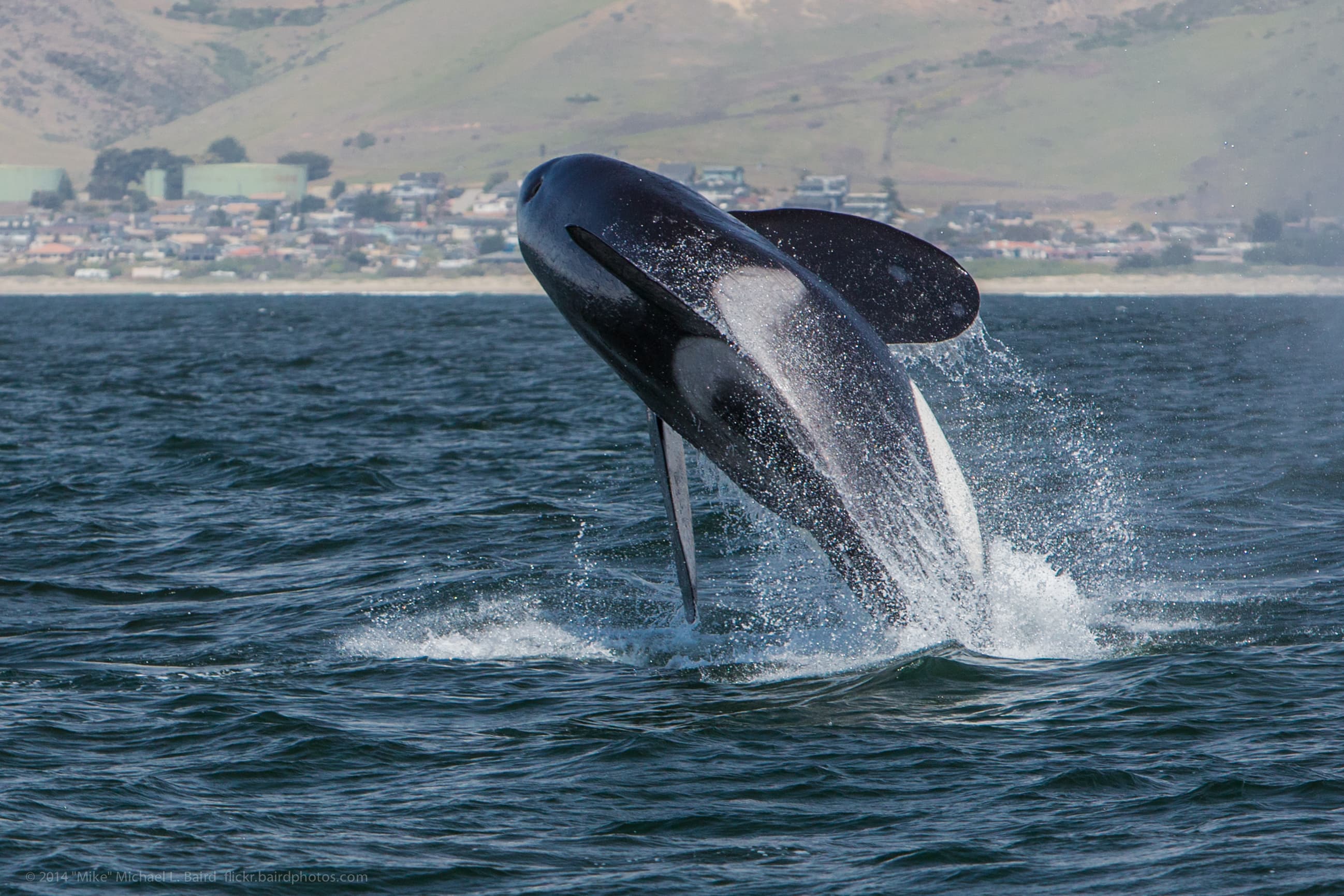 An orca breaching the surface at Morro Bay, California