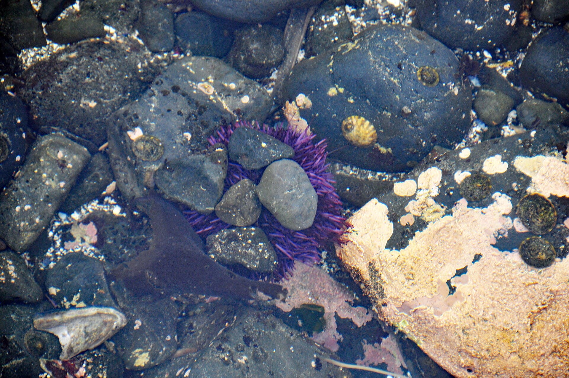 Purple sea urchins clustered in a Pacific coast tidal pool