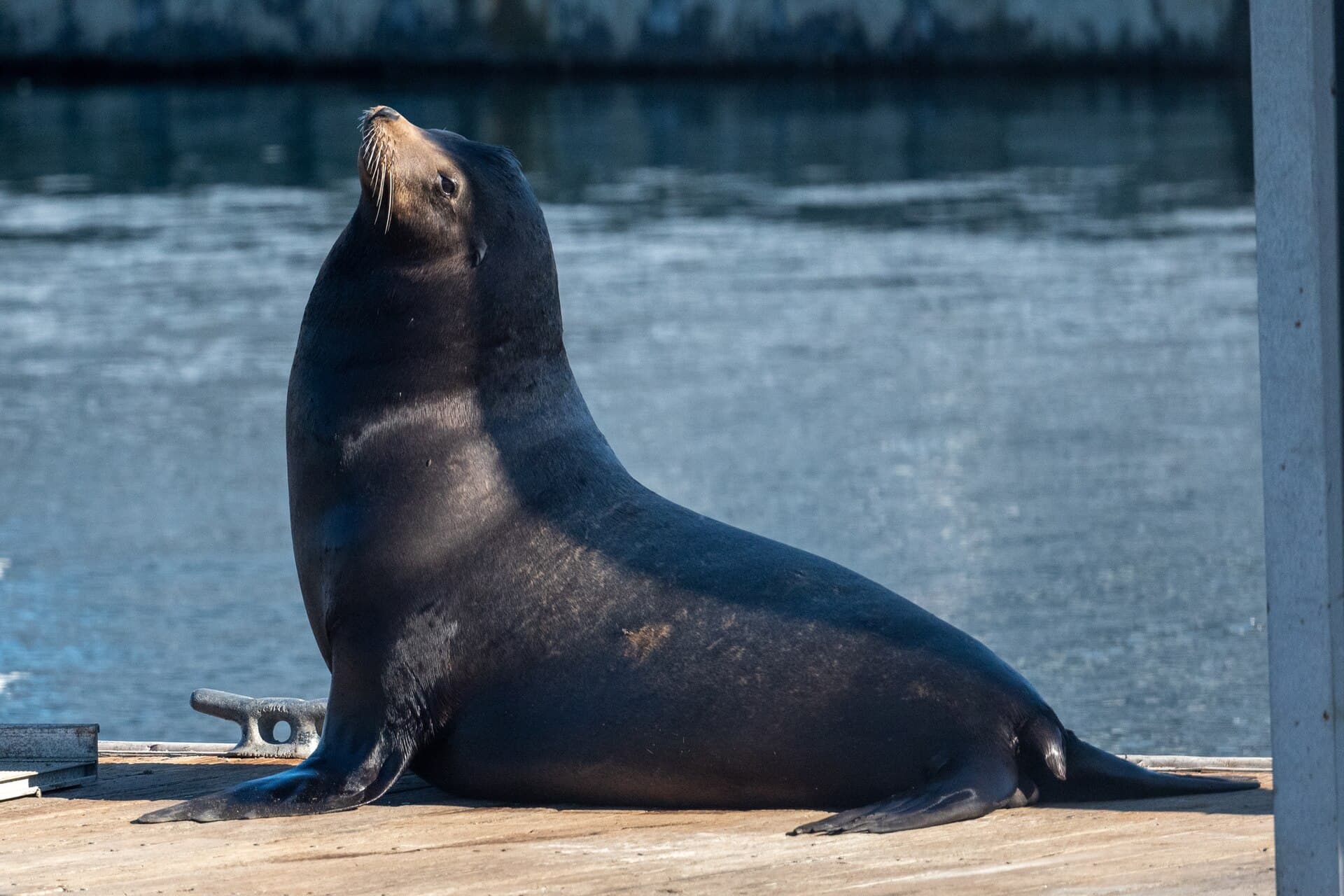 A California sea lion resting on rocks at Monterey
